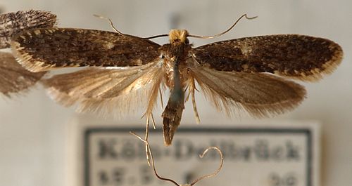 Monopis laevigella